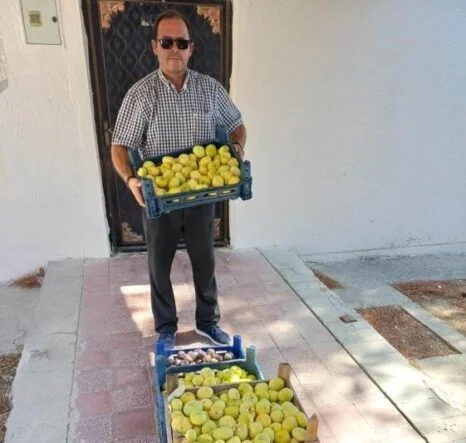 MUT'TA BEYAZ İNCİR HASADI BAŞLADI