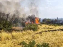 DİYARBAKIR’DA ORMANLIK ALANA SIÇRAYAN ÖRTÜ YANGINI SÖNDÜRÜLDÜ