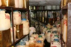 DİYARBAKIR'DA KIŞLIK PEYNİR HAZIRLIKLARI BAŞLADI