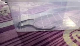 DİYARBAKIR'DA 4'ÜNCÜ KATTAKİ BİR EVİN ÇOCUK ODASINA YILAN GİRDİ