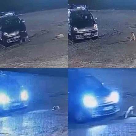 ARACIN ÜZERİNDEN GEÇTİĞİ KÖPEK TELEF OLDU