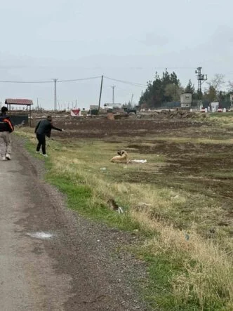 DİYARBAKIR’DA SOKAK HAYVANLARINA KUDUZ AŞISI UYGULANDI