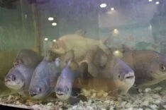 8 ADET PİRANA BALIĞI 12 YILDIR KELLE PAÇAYLA BESLENİYOR