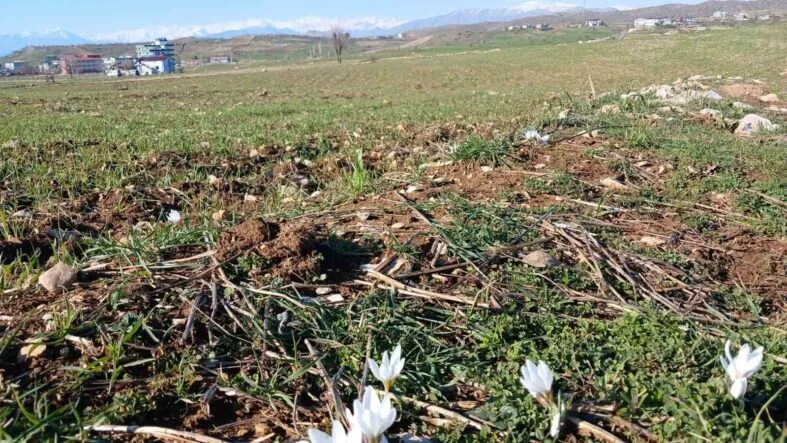 KULP'TA BAHARIN HABERCİSİ ÇİĞDEMLER AÇTI