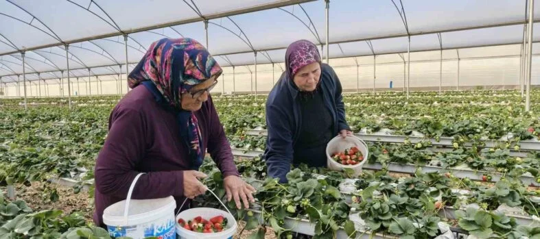 KADINLAR GÜNÜNÜ TARLADA ÇALIŞARAK KUTLADILAR