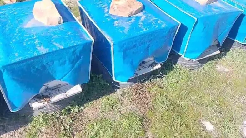 MERSİN'DE ZAMANSIZ ZİRAİ İLAÇLAMA ARILARIN ÖLÜMÜNE SEBEP OLDU