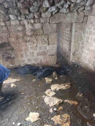 TARSUS’TA AHIRA YILDIRIM DÜŞTÜ: 5 KÜÇÜKBAŞ HAYVAN TELEF OLDU