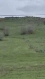 DİYARBAKIR'DA KURT SÜRÜSÜ GÖRÜNTÜLENDİ