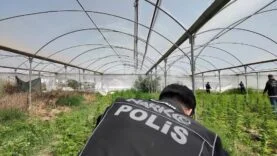 MERSİN'DE SERAYA BASKIN: BİNLERCE KÖK HİNT KENEVİRİ ELE GEÇİRİLDİ