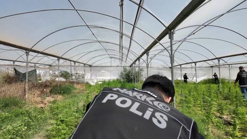 Seraya baskın: Binlerce kök Hint keneviri ele geçirildi