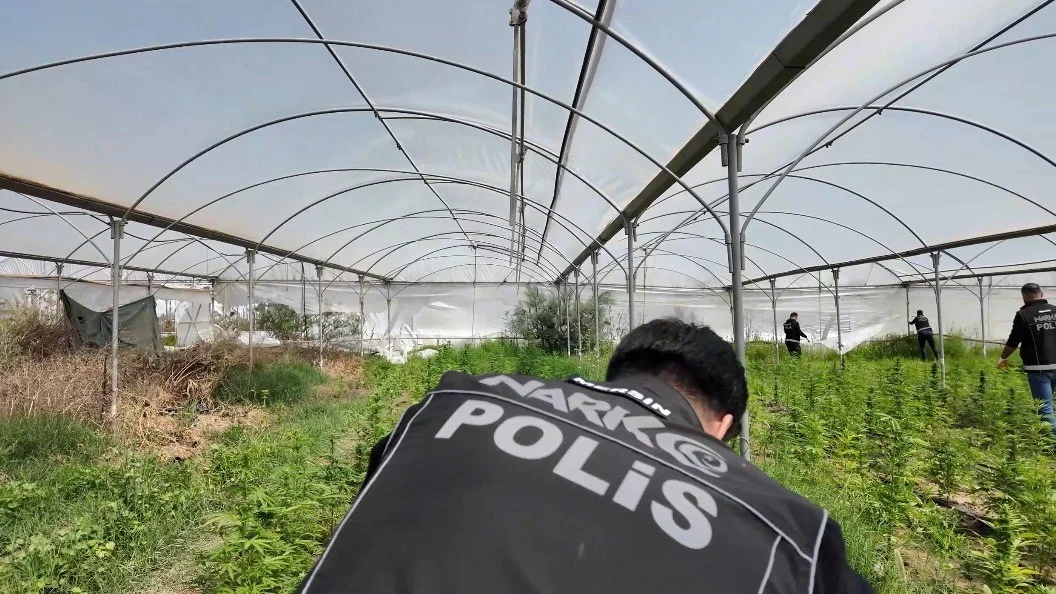 Seraya baskın: Binlerce kök Hint keneviri ele geçirildi