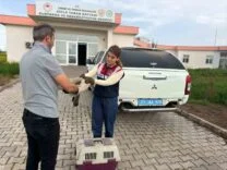 DİYARBAKIR'DA YARALI BULUNAN ŞAHİN TEDAVİ ALTINA ALINDI