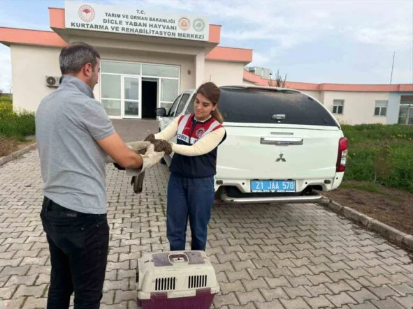 DİYARBAKIR'DA YARALI BULUNAN ŞAHİN TEDAVİ ALTINA ALINDI