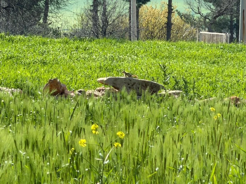 Türkiye’de nesli tehlike altında olan ‘kızıl sincap’ çağla yerken görüntülendi