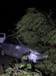 OTOMOBİL VE TRAKTÖR FIRTINADA DEVRİLEN AĞACIN ALTINDA KALDI