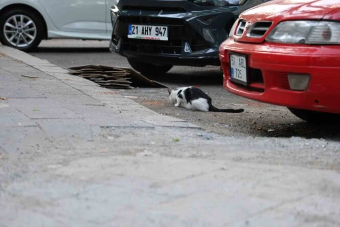 UZMANINDAN KRİTİK KUDUZ UYARISI: KEDİ TIRMALAMASIYLA DA BULAŞABİLİR KEDİ VE KÖPEK TEMASINDAKİ KUDUZ ALARMINDA İLK 48 SAATE DİKKAT HAYVAN HASTANESİ BAŞHEKİMİ PROF. DR. HASAN İÇEN: "EĞER AYAKTAN ISIRILMIŞSA BU SÜRE 1-3 YILA KADAR UZAYABİLİR. AMA EĞER KAFAYA YAKIN BİR BÖLGEDEN ISIRILMIŞSA BU 2 İLA 4 AY ARASINDADIR" "LİTERATÜRDE AYAK PARMAĞINDAN ISIRILIP, 11 YIL SONRA KUDURAN BİR VAKA BİLDİRİLMİŞTİR"