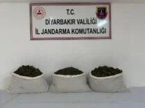 DİYARBAKIR'DA 253 BİN KÖK KENEVİR VE 42 KİLO ESRAR ELE GEÇİRİLDİ
