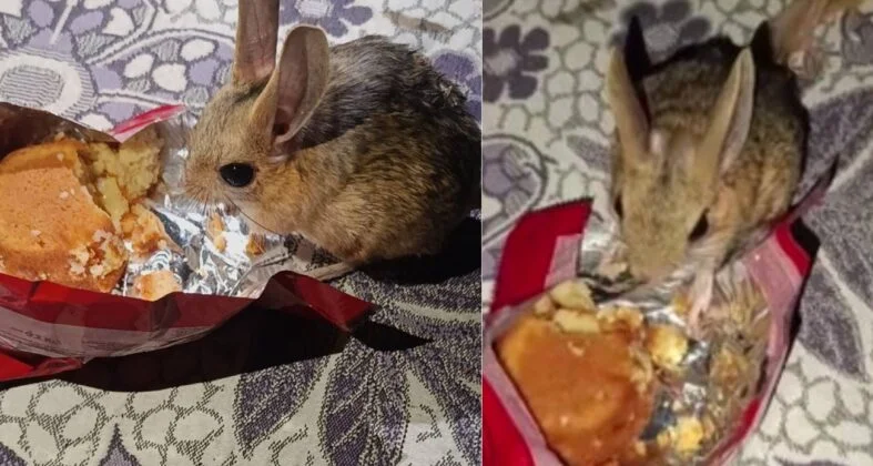 Diyarbakır’da yer sofrasına gelen Arap tavşanına kek ikram etti