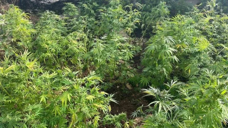 DİYARBAKIR’DA 44 BİN 327 KÖK KENEVİR ELE GEÇİRİLDİ